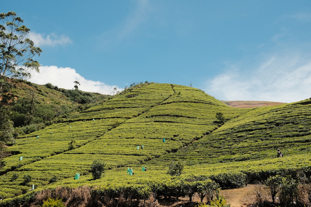 Green tea plantation hills with workers picking leaves, Nuwara Eliya, Sri Lanka