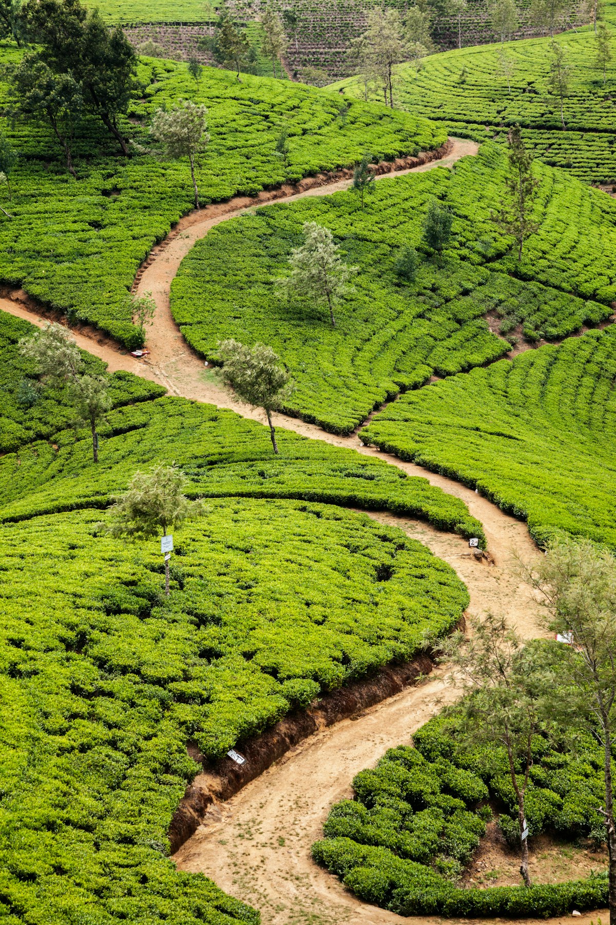 Tea estates covering the hillsides around Nuwara Eliya, Sri Lanka's highest town