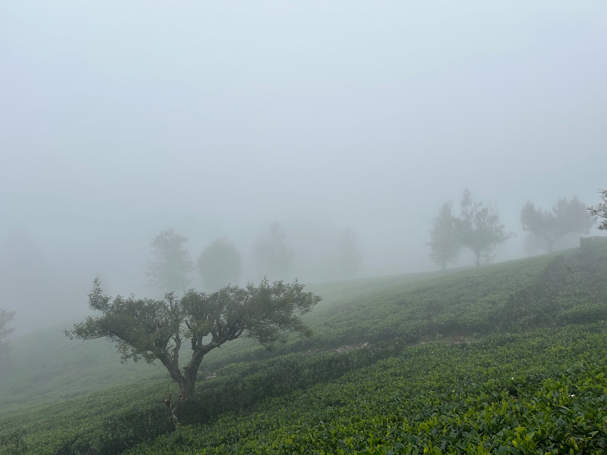 Misty tea estate hillside in Sri Lanka's hill country near Haputale, with trees emerging from morning fog