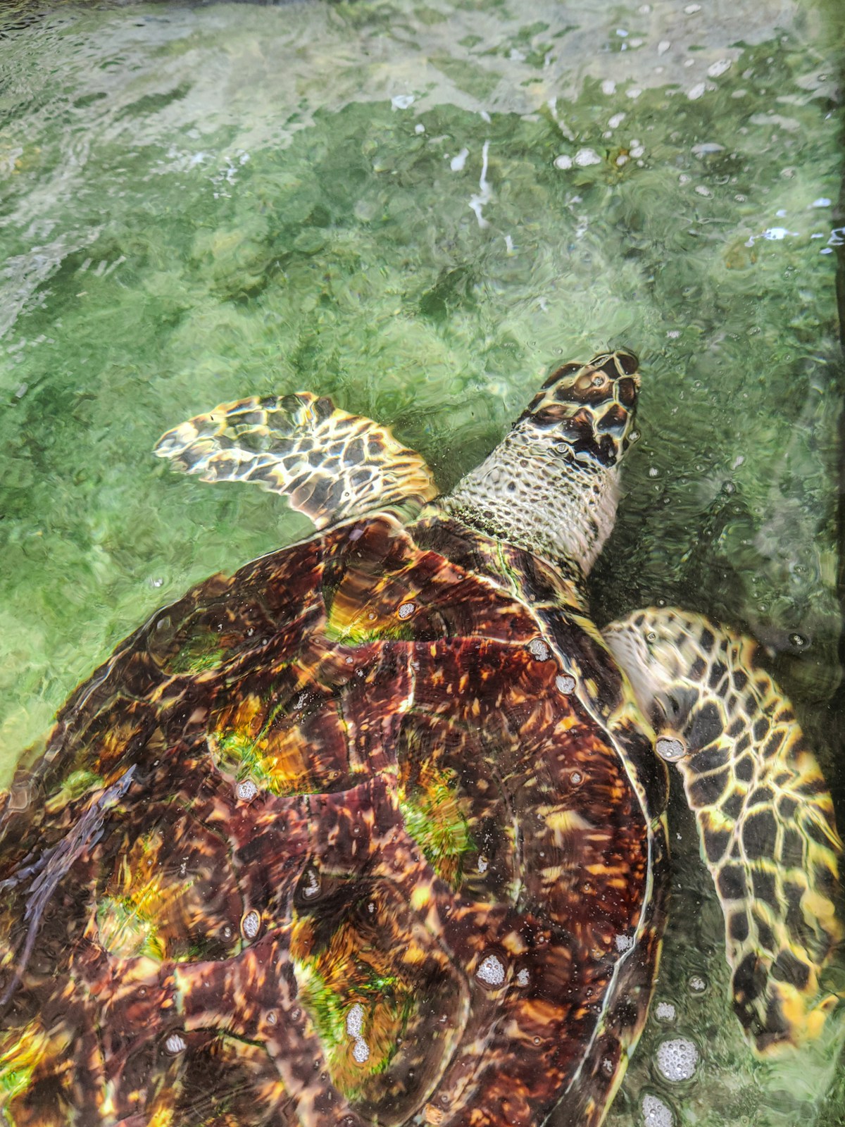 Hawksbill sea turtle swimming in clear green water at the Hikkaduwa Sea Turtle Hatchery, Sri Lanka
