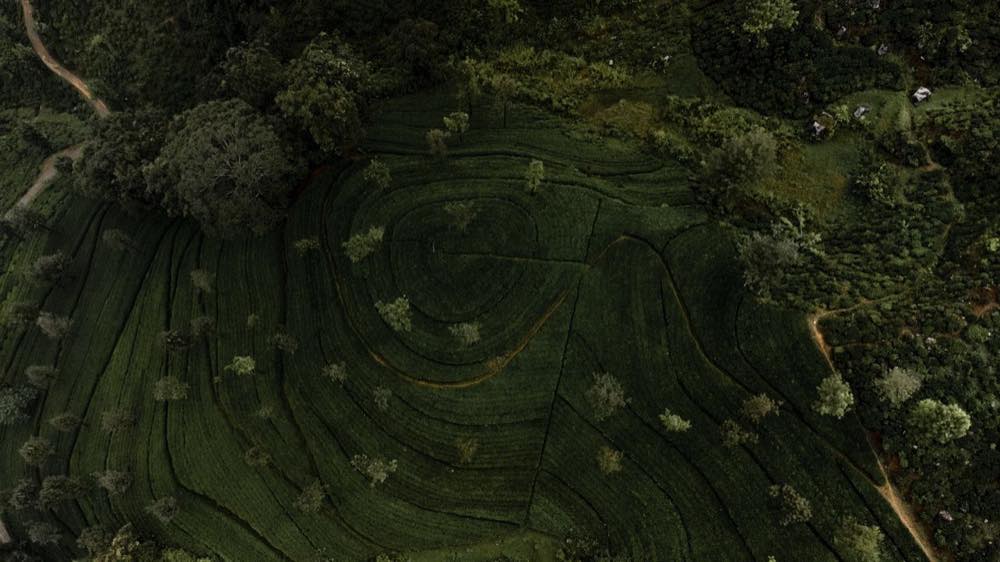 Luftaufnahme von Teeterrassen bei Haputale im Hochland