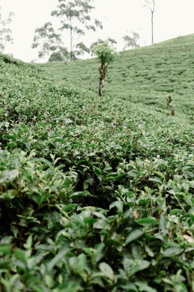 斯里兰卡高地山坡上的茶树