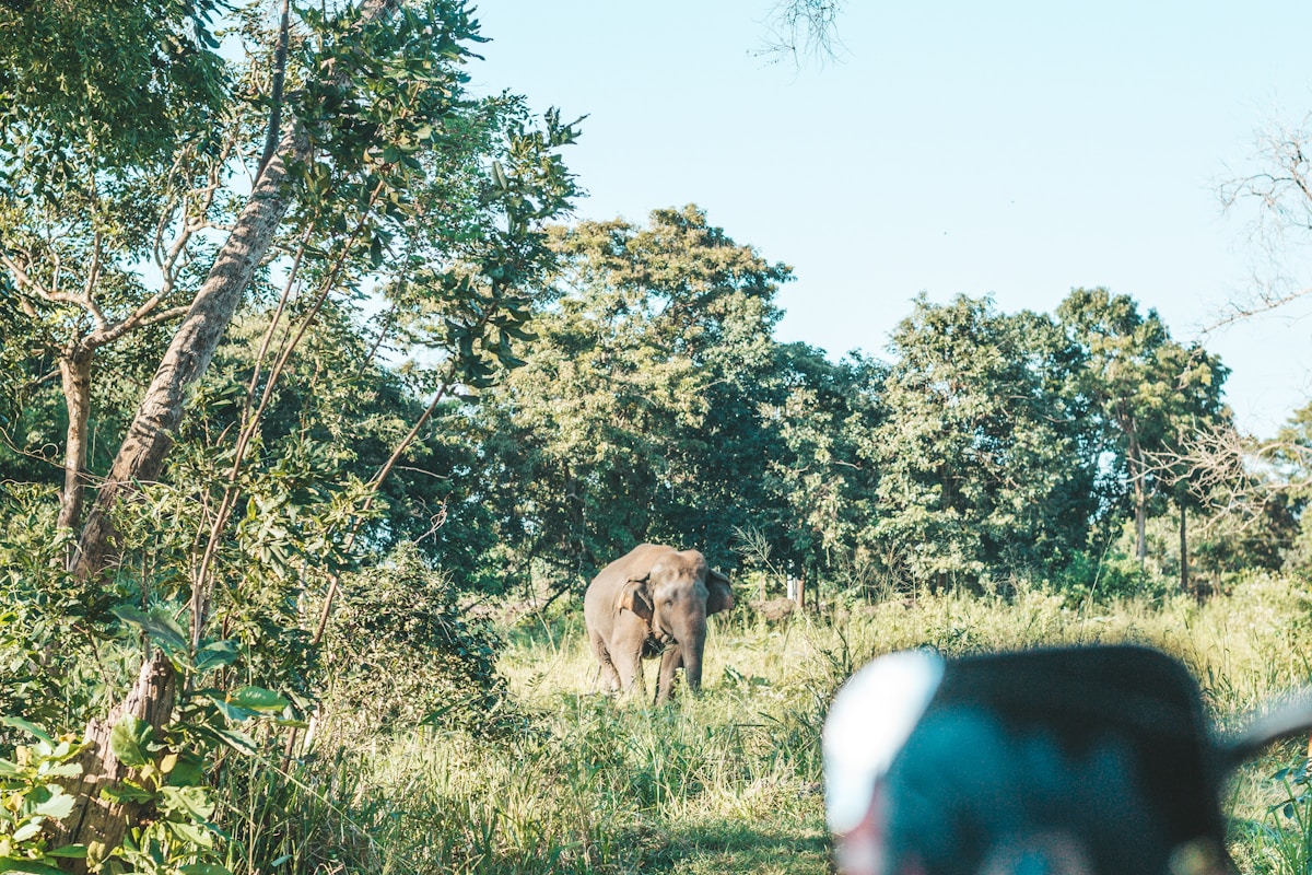 Elephant walking through lush green forest, Minneriya National Park, Sri Lanka