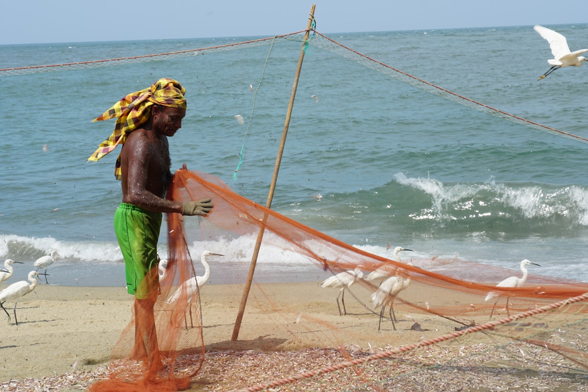 Fisherman hauling net on Negombo Beach with egrets, Sri Lanka