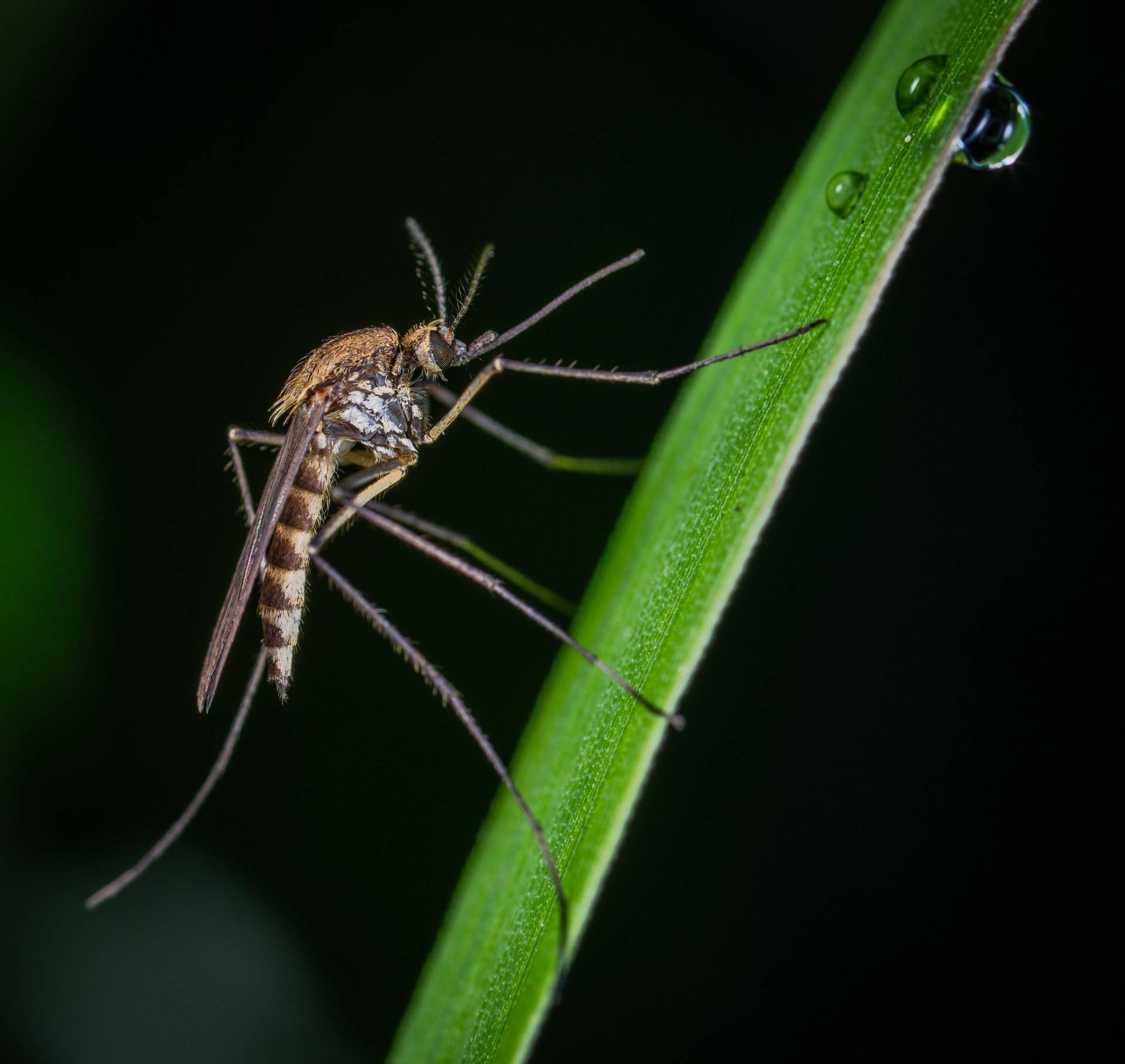 Close-up of mosquito on a tropical leaf - dengue outbreak DREF, Sri Lanka 2026