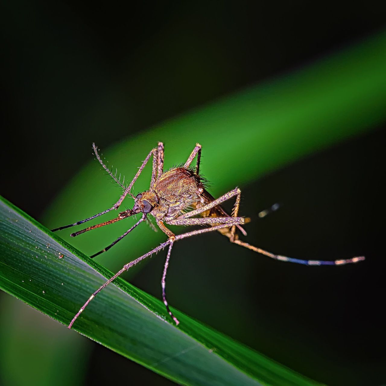 Mosquito on a tropical leaf - Sri Lanka dengue warning 2026, cases top 36,000