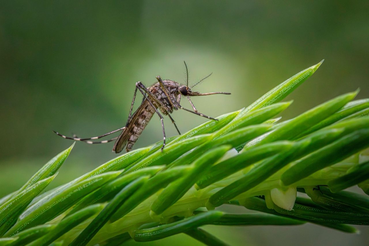 Mosquito on plant stem - Sri Lanka dengue warning and fuel quota updates July 2026