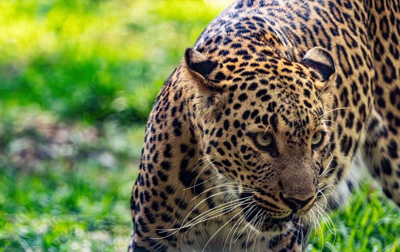 Leopard prowling through green grass - Yala National Park June peak wildlife season