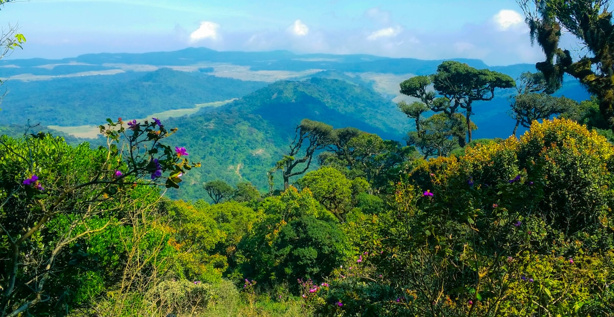 Green mountain forest and misty plateau at Horton Plains National Park, Sri Lanka
