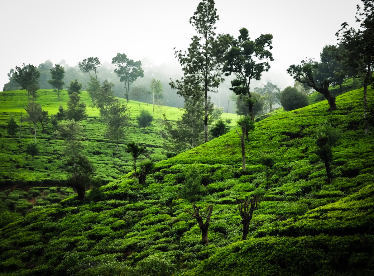 Sri Lanka tea country in March before the monsoon season