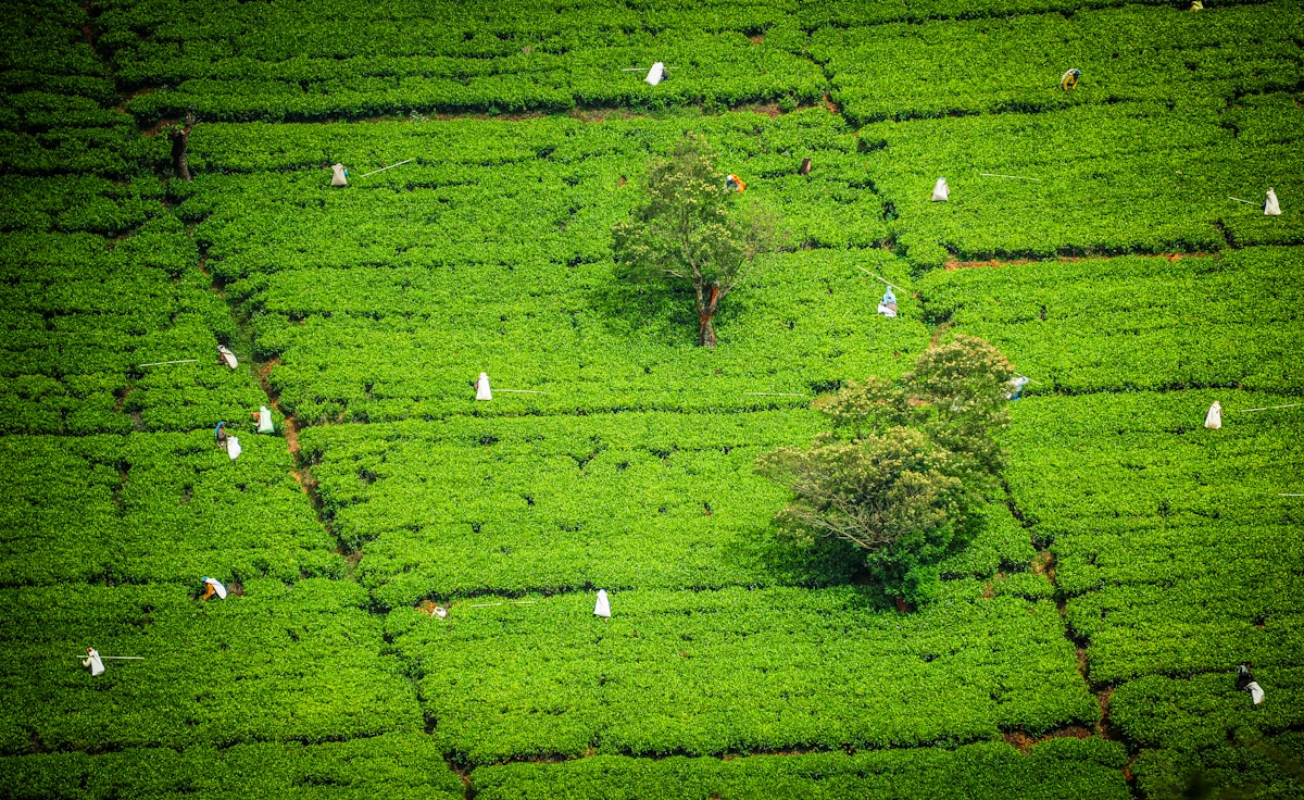 Aerial view of tea plantation workers harvesting among rows of vivid green tea bushes in the Sri Lanka hill country