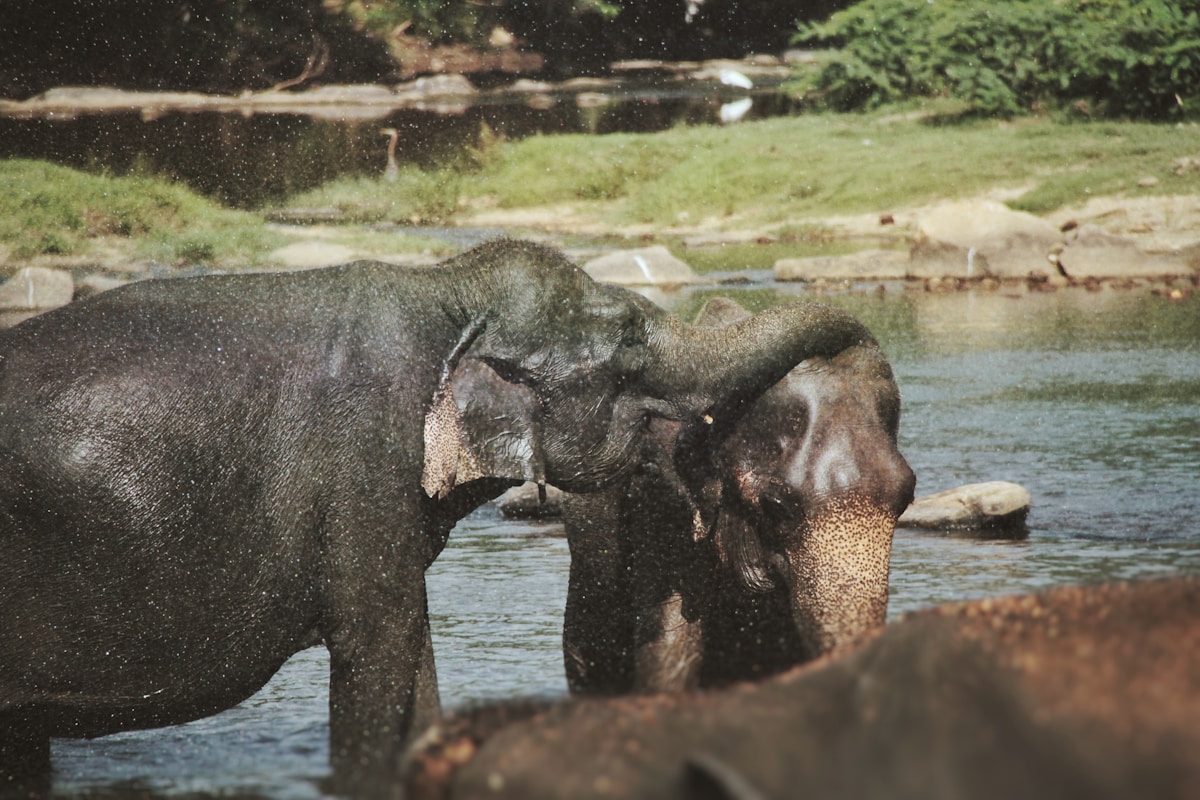Elephants bathing in the Maha Oya River near Pinnawala, Sri Lanka