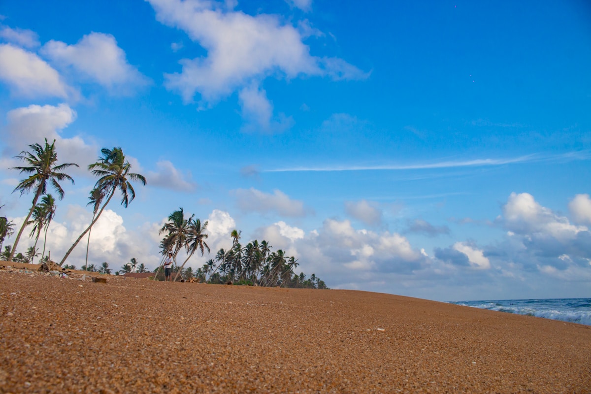 Wide sandy beach with palm trees at Wadduwa, Sri Lanka — February dry season