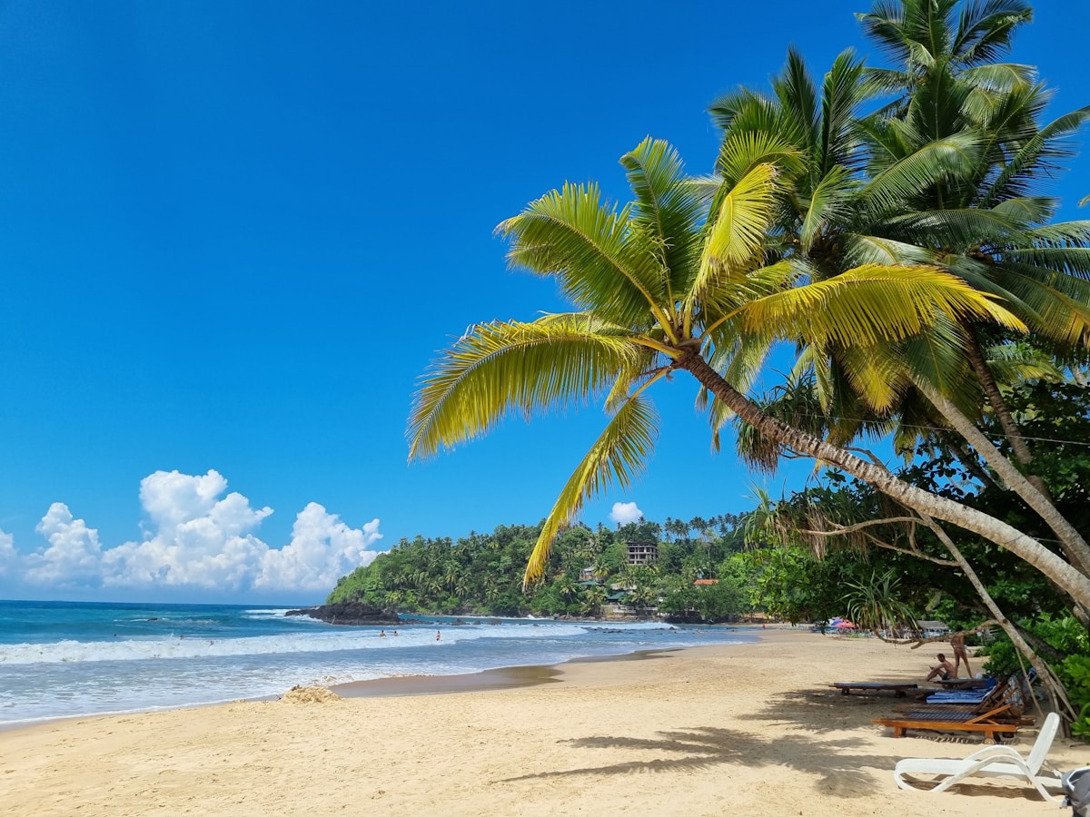 Sunny beach with palm tree and sunloungers, Mirissa, Sri Lanka — perfect January weather