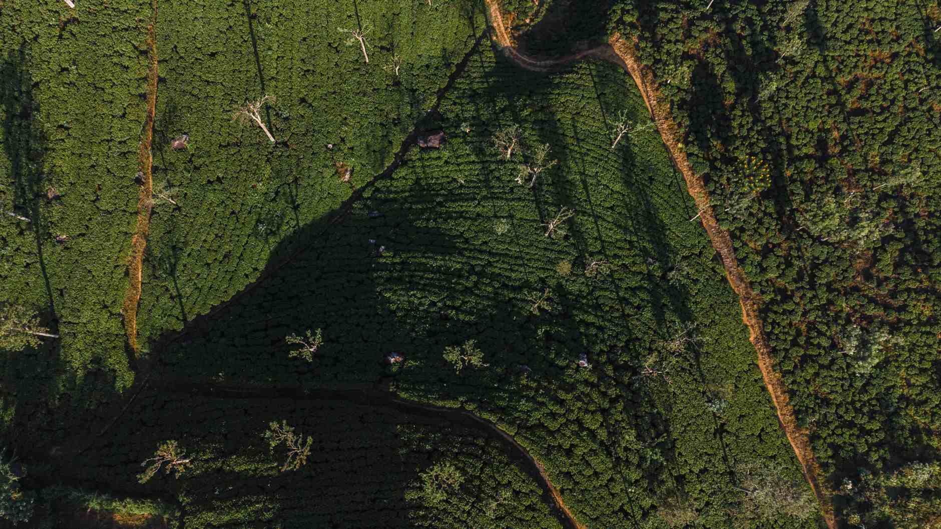 Drone aerial view of intricate tea field patterns on the hillsides of Haputale, Sri Lanka