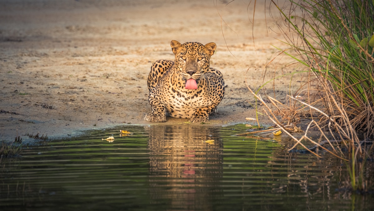 Leopard resting at a waterhole in Sri Lanka safari park