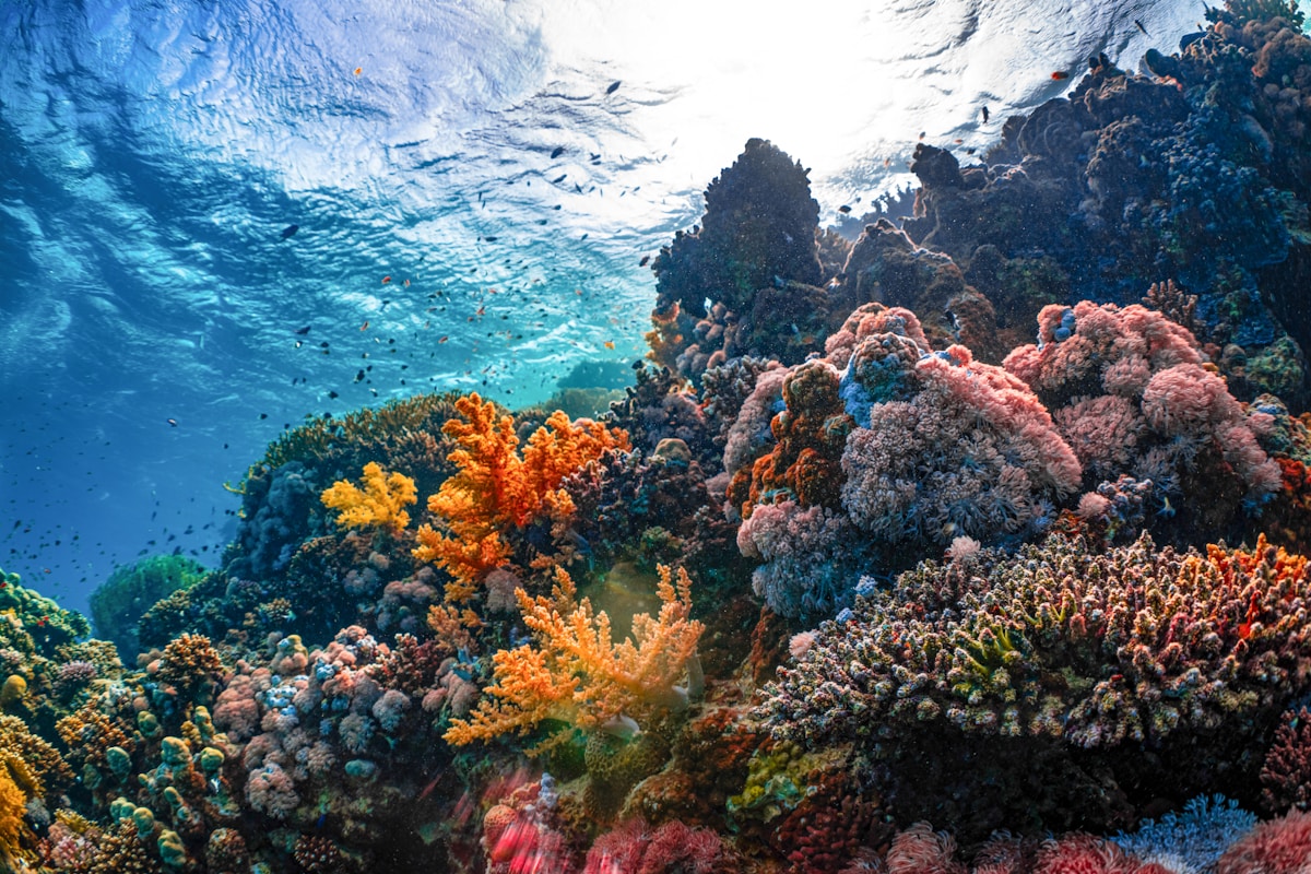 Colorful tropical coral reef underwater with fish and vibrant sea life, Sri Lanka diving