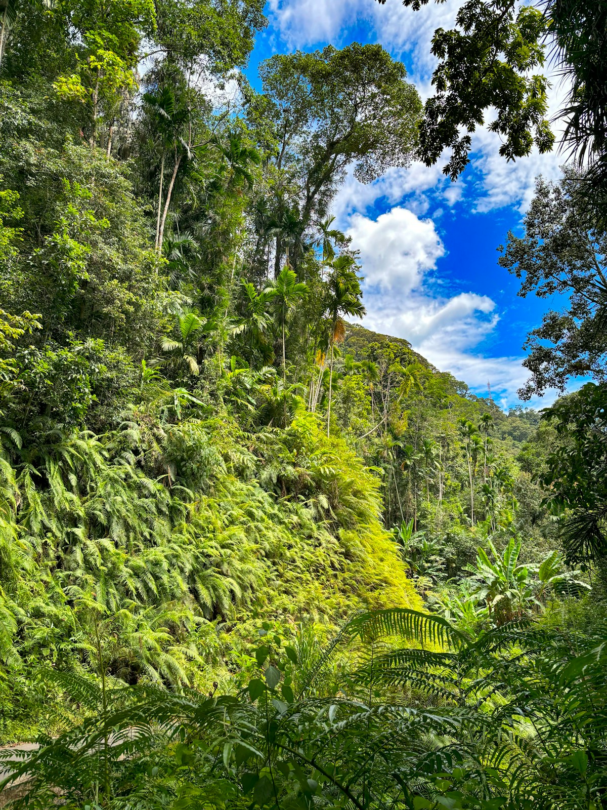 Lush green tropical rainforest canopy and dense vegetation in Sinharaja Forest Reserve, Sri Lanka