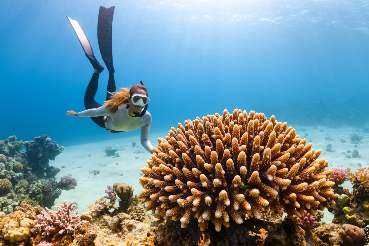 Scuba diver glides over a coral reef, southern Sri Lanka
