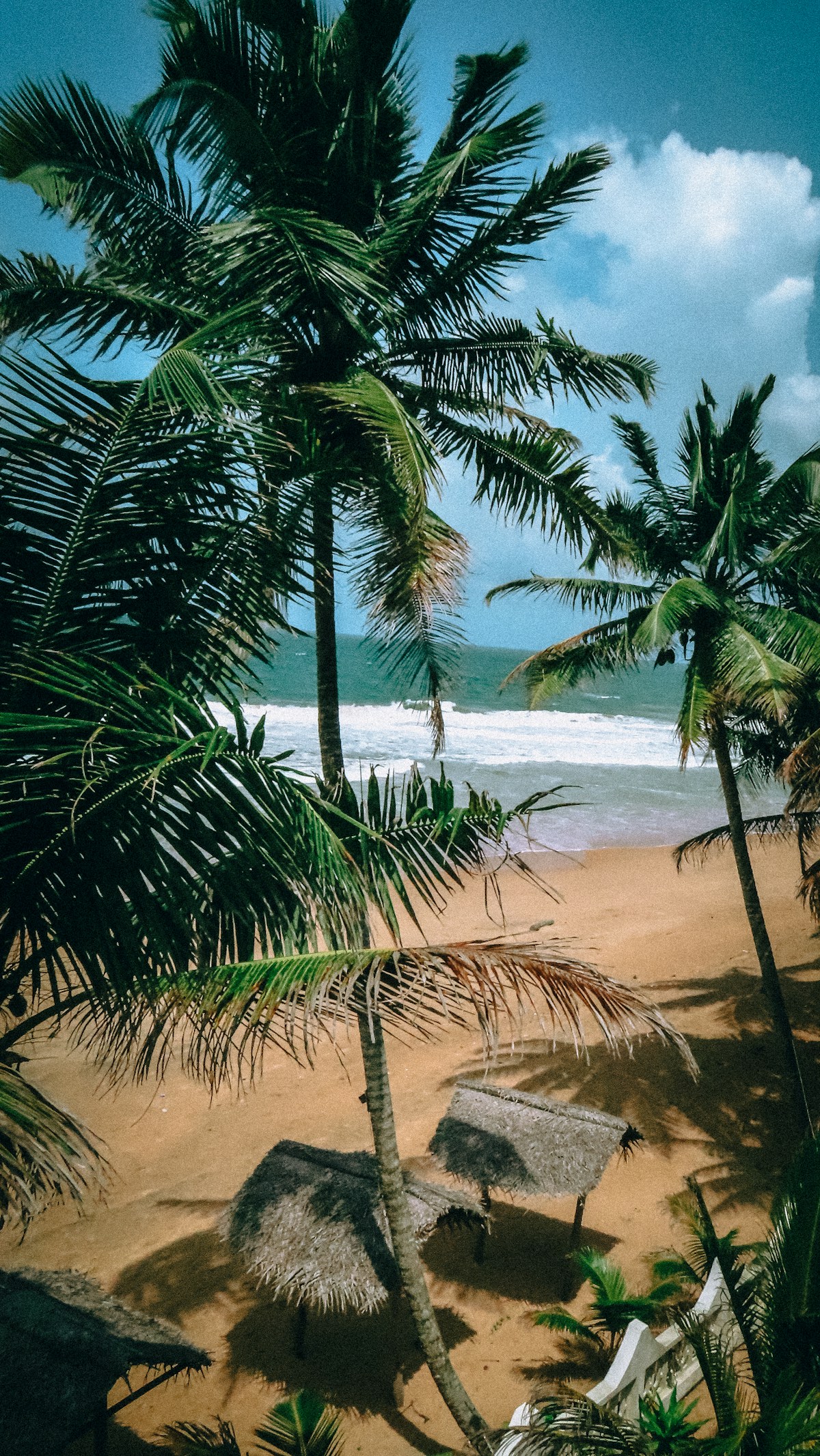 Tropical beach with palm trees and turquoise water, Sri Lanka south coast