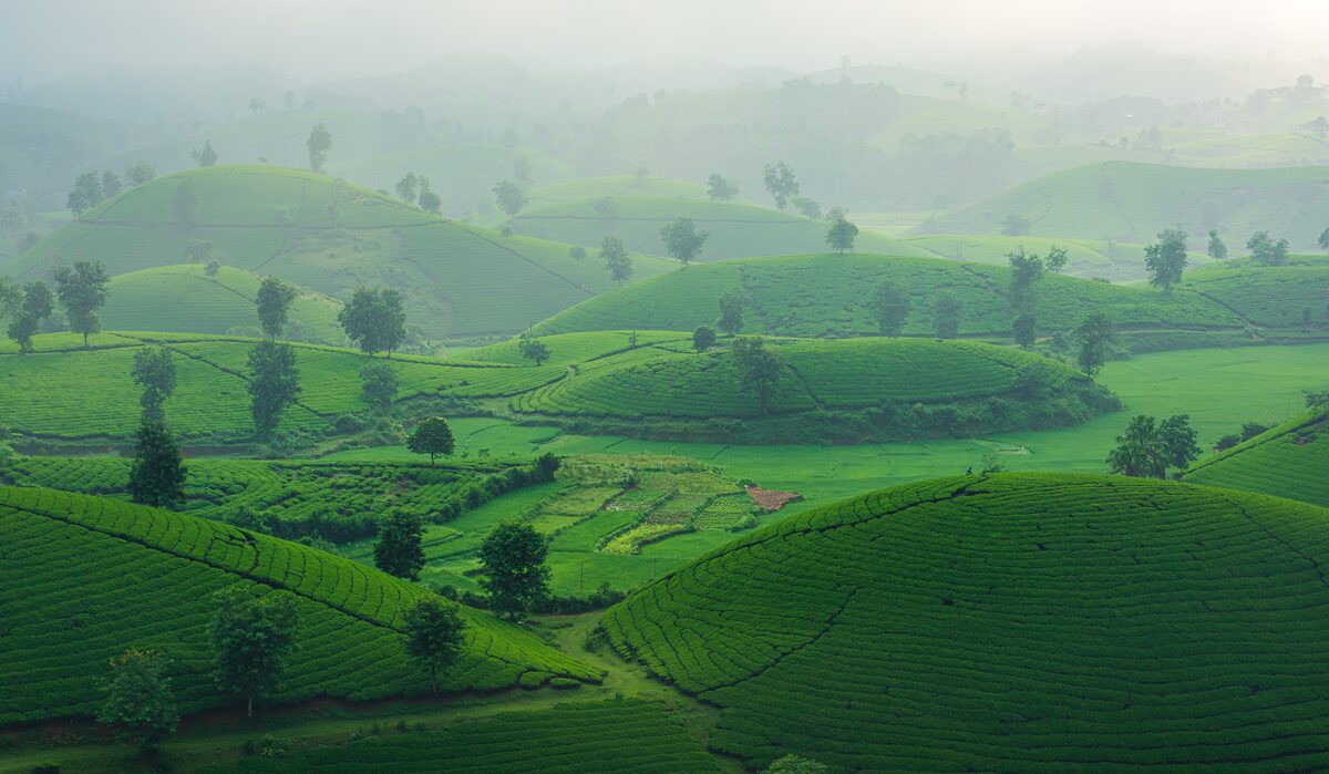 Lush green tea plantations on misty hills, Sri Lanka highlands
