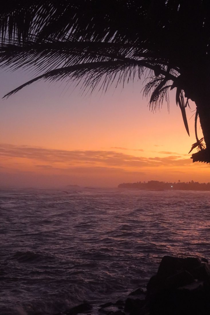 Palm frond silhouetted against an orange sunset over the south coast sea