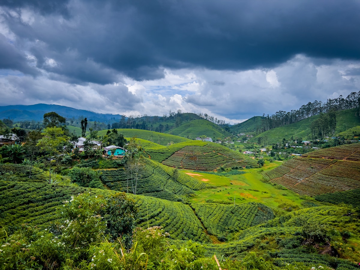 Green tea estate on rolling hills during the inter-monsoon season, Sri Lanka