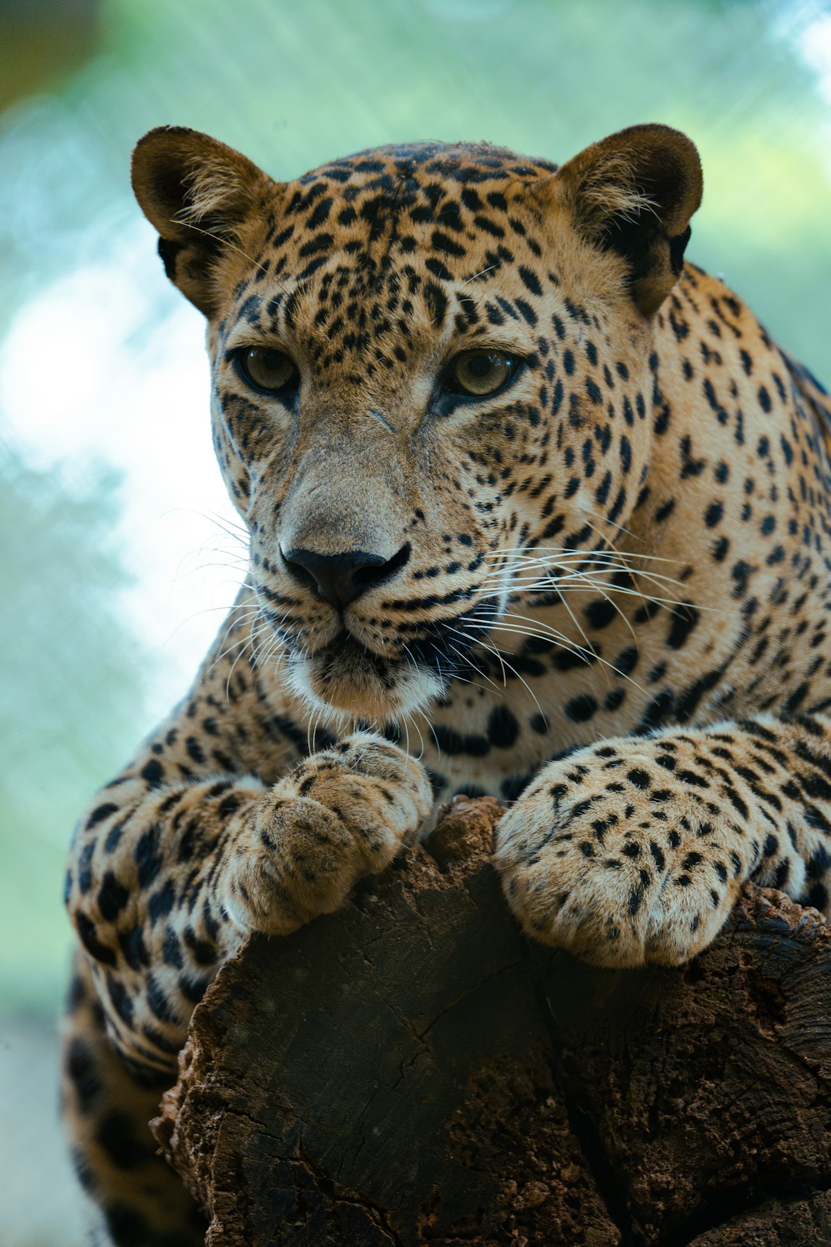 Leopard resting on a tree stump in Yala National Park, Sri Lanka