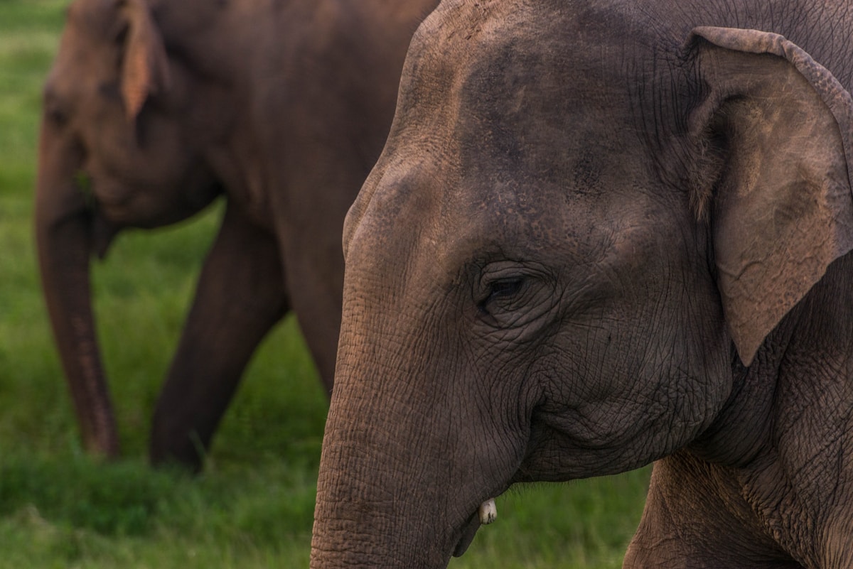 Sri Lankan elephants at Udawalawe National Park