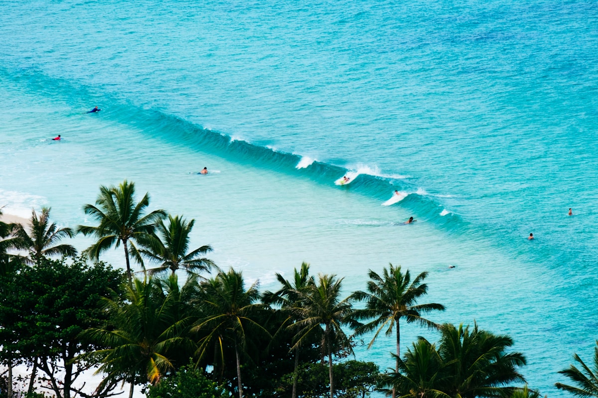 Surfers riding tropical waves from a palm tree-lined beach