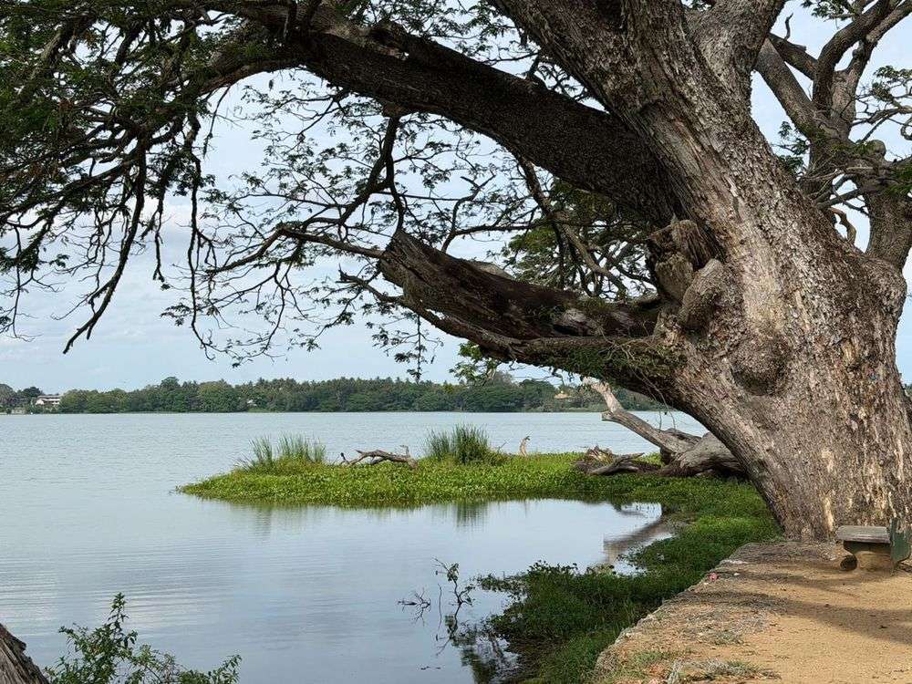 Tissa Wewa ancient lake with large tree, Tissamaharama, gateway to Yala National Park, Sri Lanka
