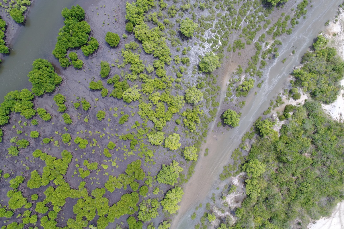 Aerial view of mangrove forest and lagoon near Trincomalee, Sri Lanka