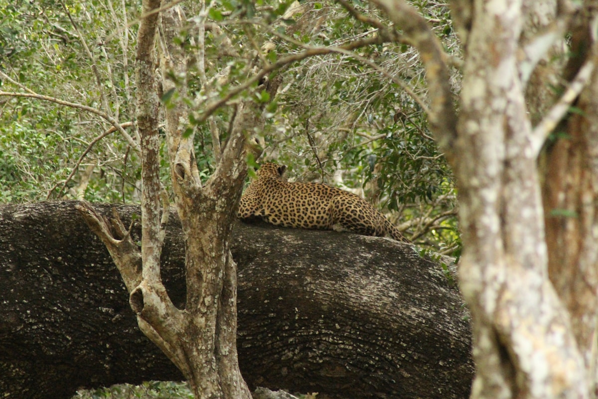 Leopard resting on a fallen tree trunk in Wilpattu National Park, Sri Lanka